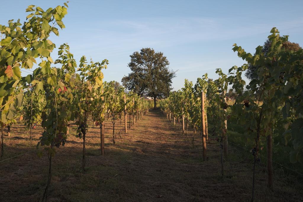 1720 Quinta Da Cancela - Winery & Farmhouse Гимарайнш Экстерьер фото